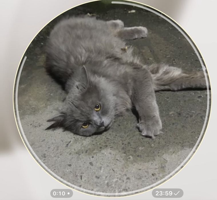 Нашлась кошка серая