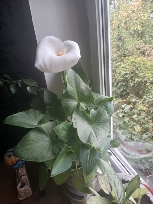 Продам комнатные цветы