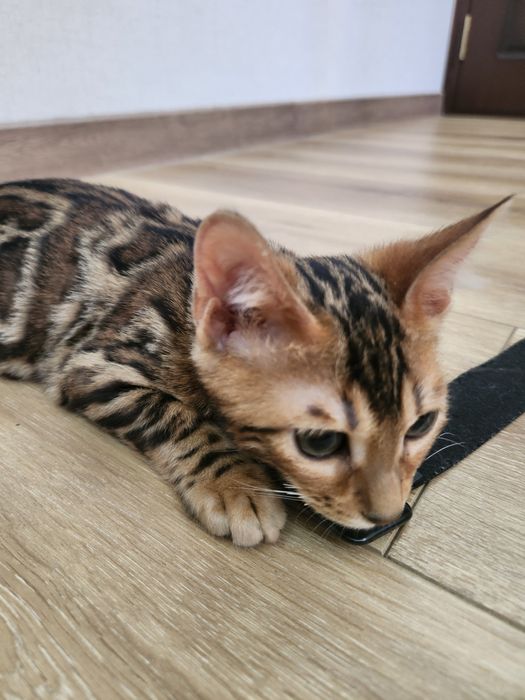 Bengal mushuk bolasi