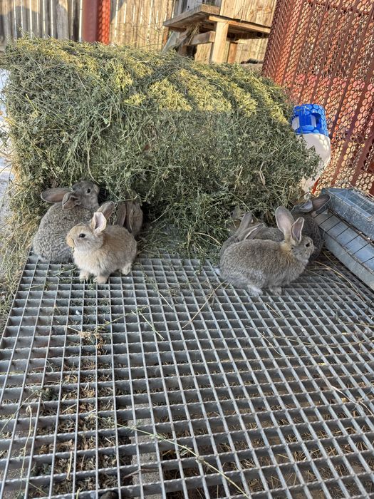 Vand iepurasi urias german