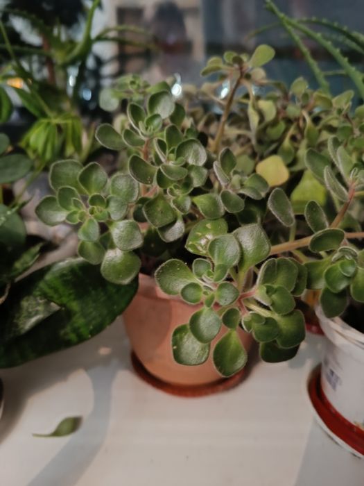 Продаются комнатные цветы