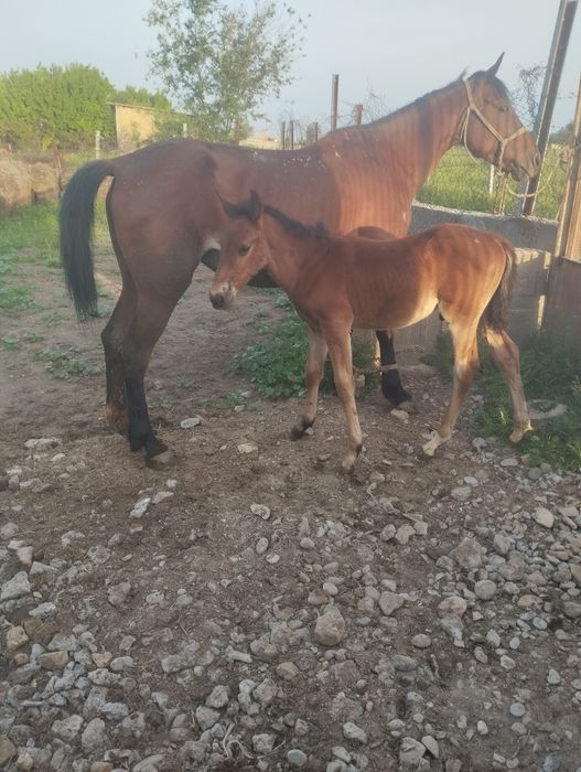 Құлынды бие сатылады.