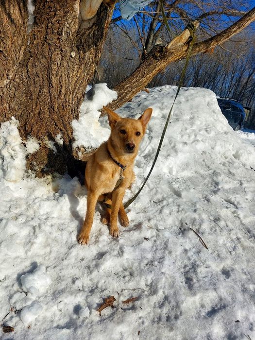 Отдам щенка 6 месяцев