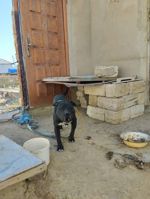 Питбуль собака Актау дачы