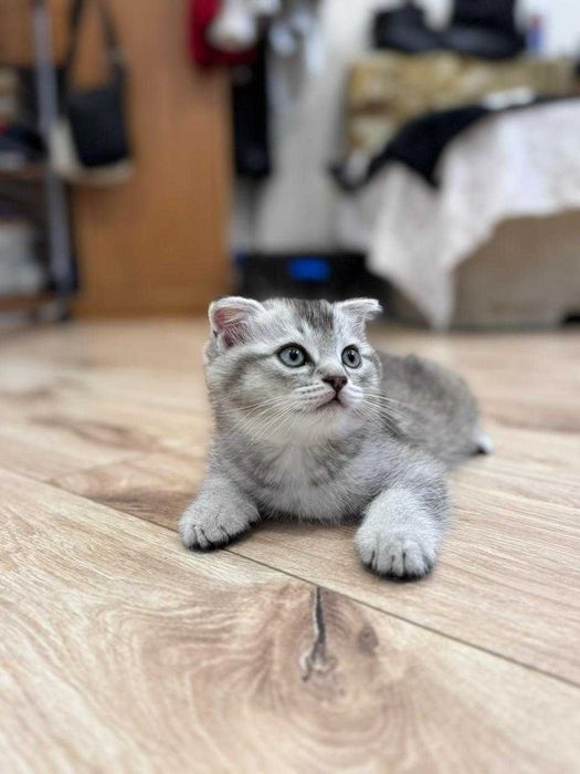 Котенок Скоттиш фолд