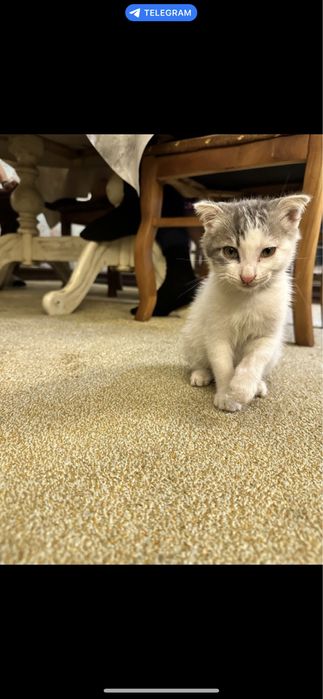 Умная  кошка