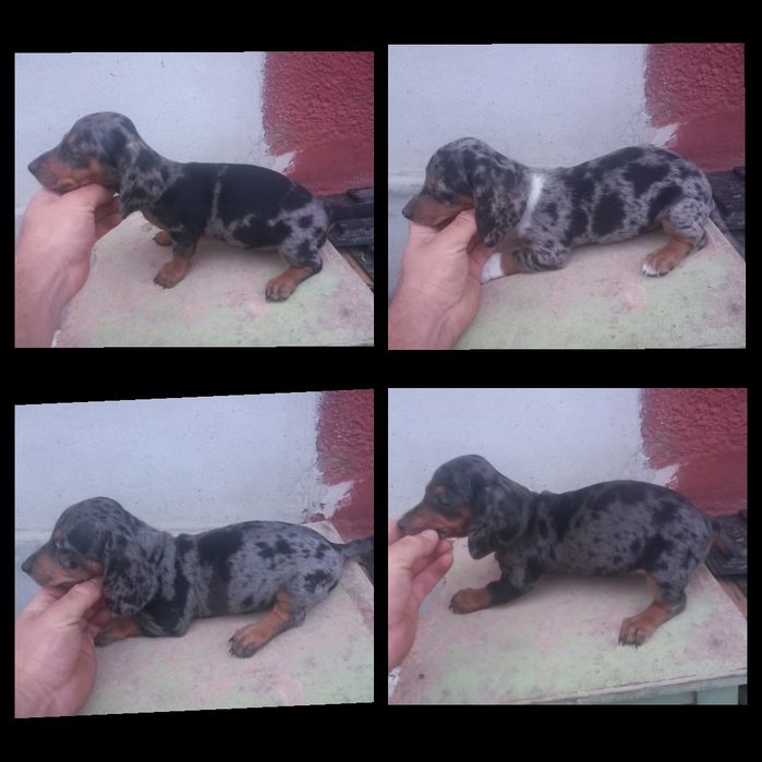 Căței Teckel **Dachshund