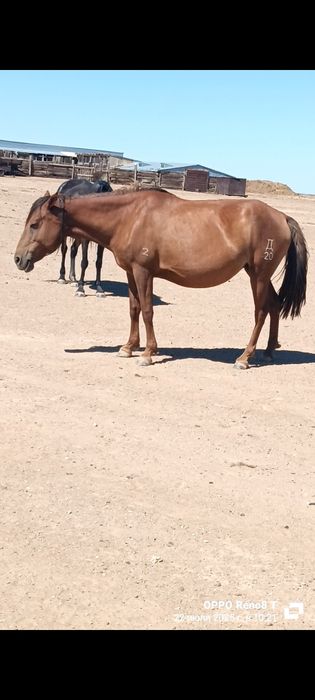 Жылқы малдары сатылады.