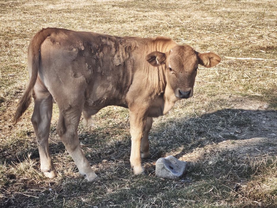 Vând vițel de doua luni