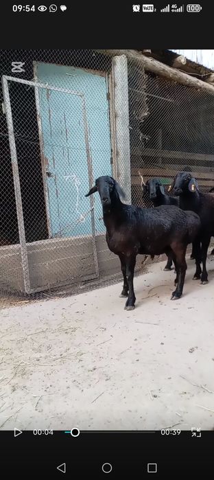 Гиссар қозы қошқарлар