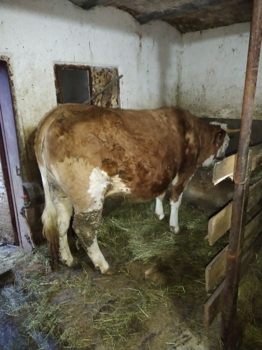 Vând junincă gestanta