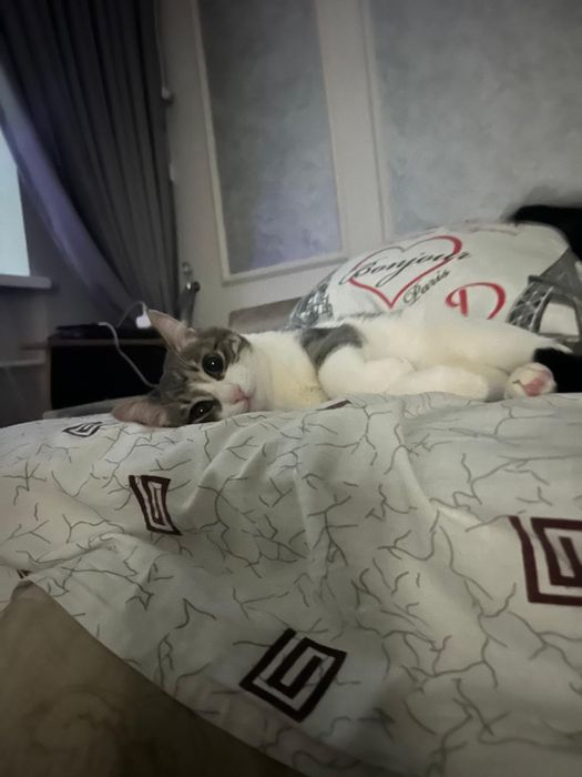 Отдам котенка в добрые руки