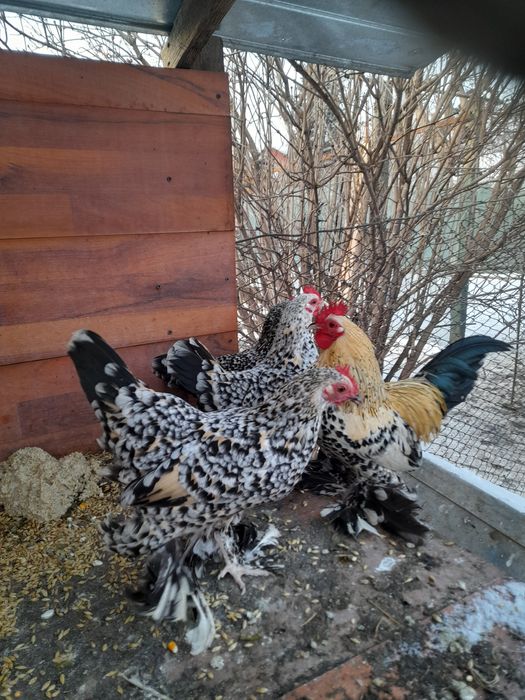 Rase pitice Cochinchina Porțelan și Mii de flori Auriu și Lemon Porțel