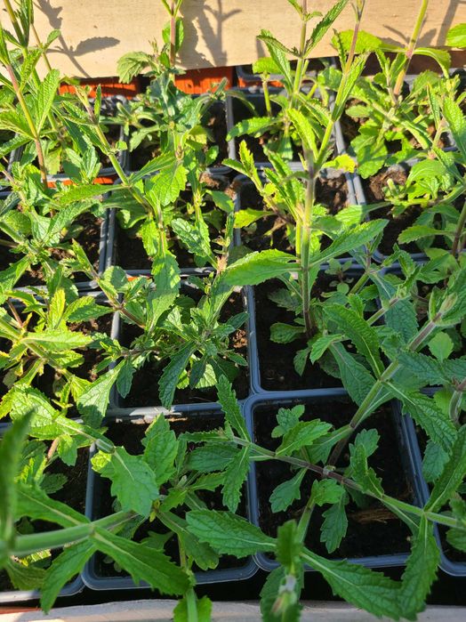 Verbina Argentiniana (Verbena Bonariensis)