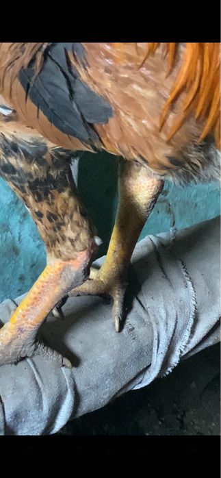 Продам  июньский джужик