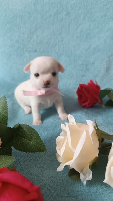 Щенок чихуахуа  девочка