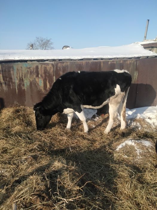 Продам тёлку 3 года