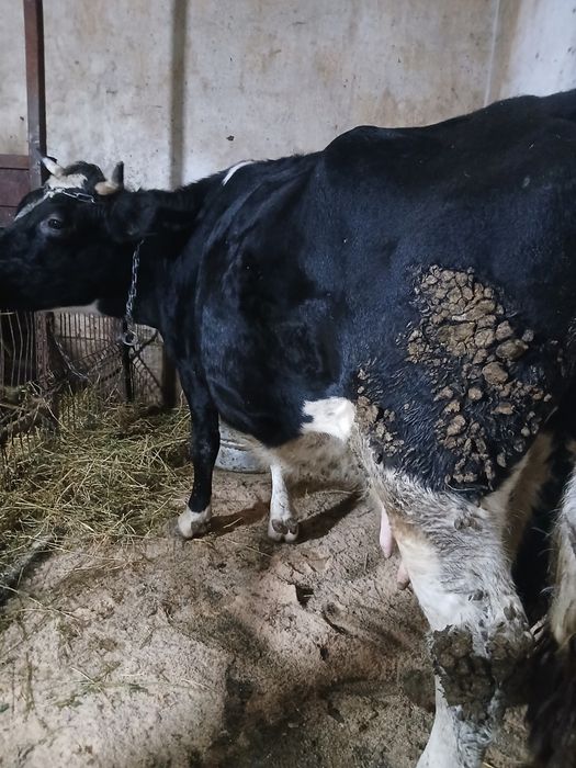 Vând 2 vaci cu lapte