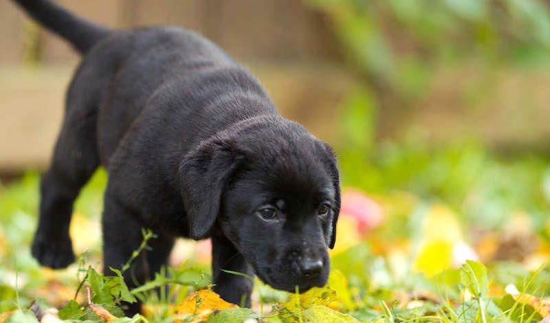 Продаются щенки лабрадоры