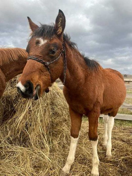 Продавам бебета кончета
