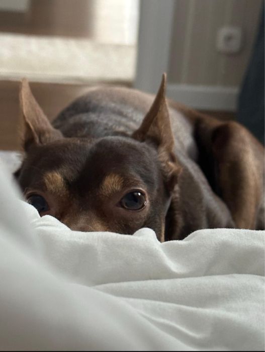 Отдам в хорошии руки