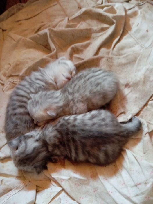 Британские    котята