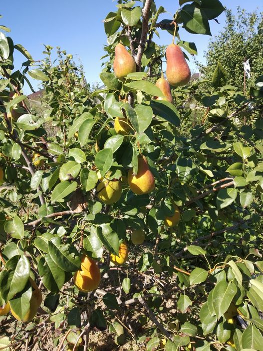 Продаётся дача 17,5 соток