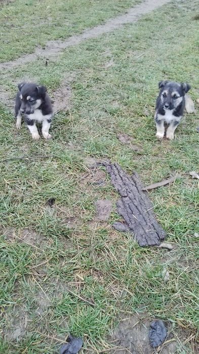 Donez căței talie mica