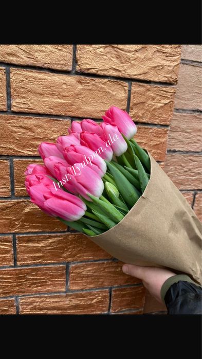 Тюльпаны оптом с теплицы!