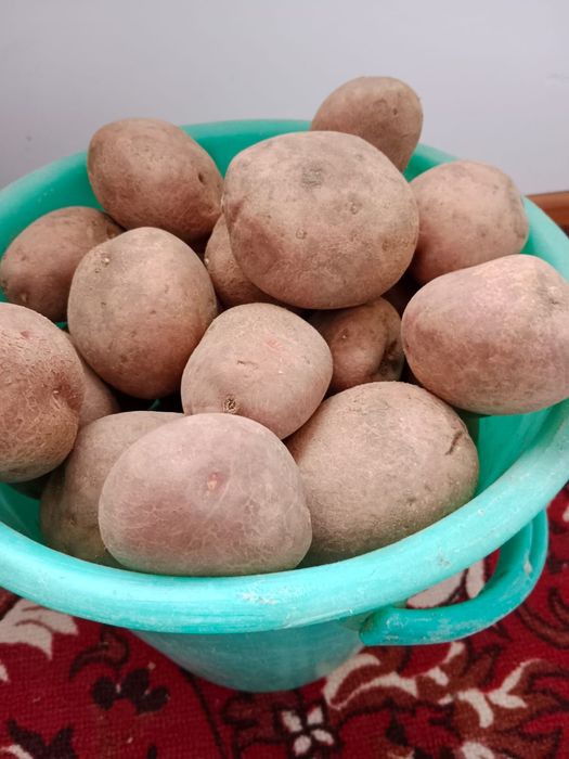 Продам семенной картофель