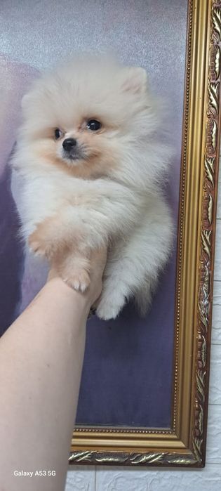Продам шпица малчика