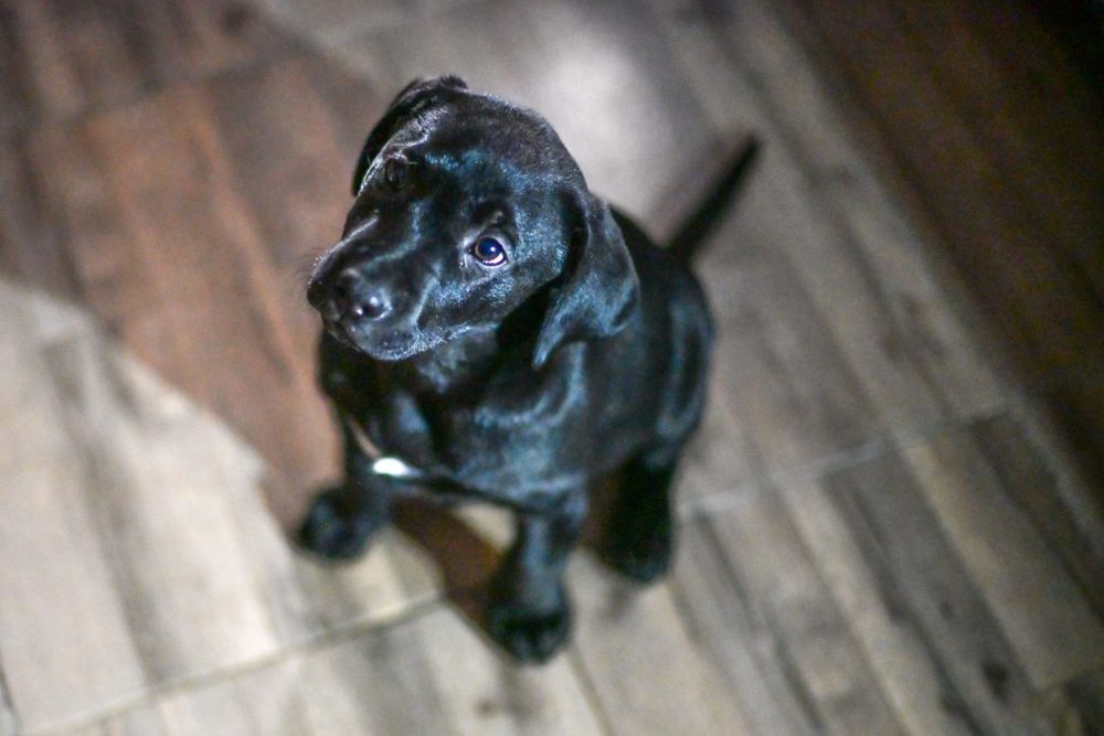 Labrador retriever  !