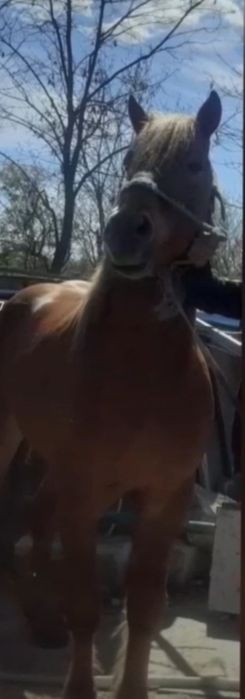 Vând armăsar semigreu