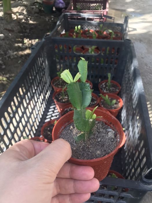 Шлюмбергера