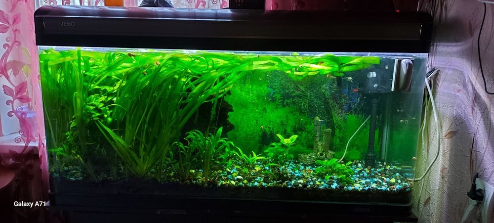 Аквариум оригинал