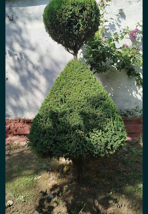 Gazon archa xizmatlari