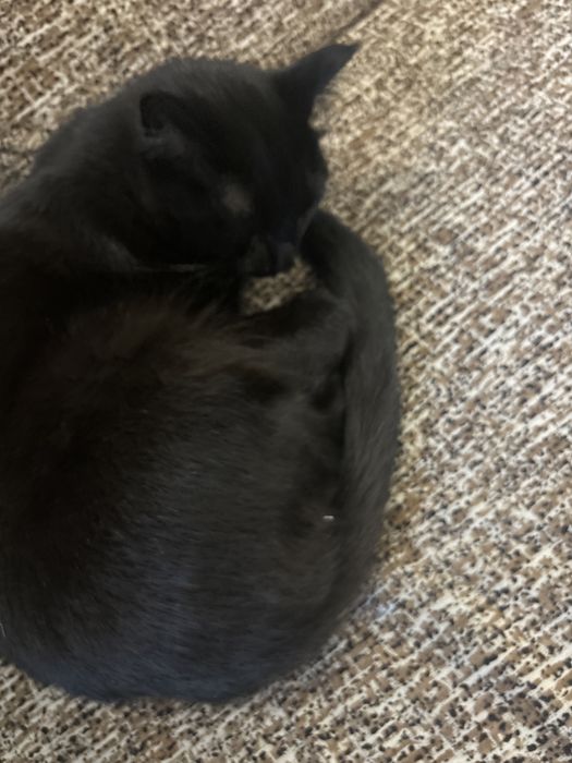 Кошка домашняя черная
