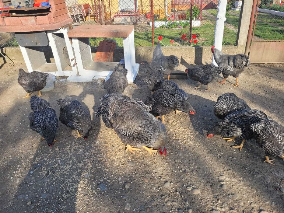 Vand oua  plymouth rock barat!