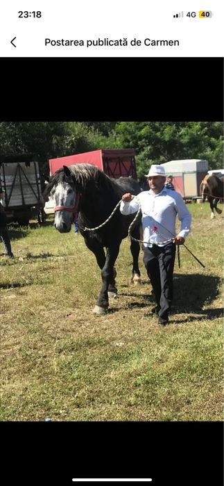 Vand sau schimb armasar sur