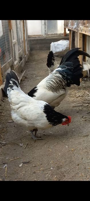 Lakenfelder(Germaniya) tuhumlari sotiladi