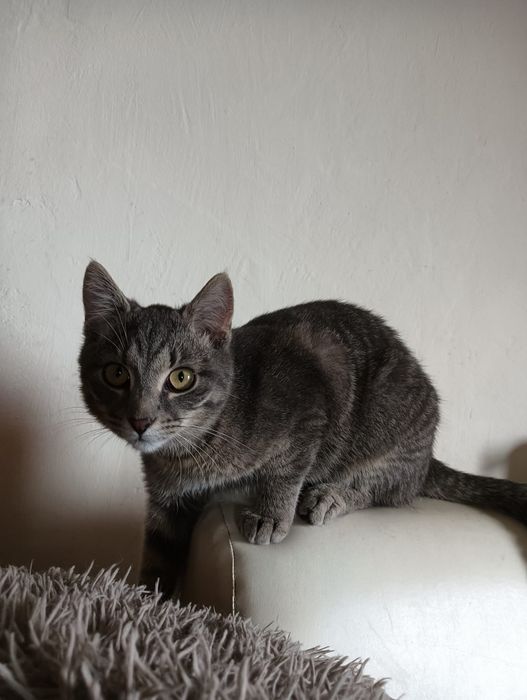 Donez pui de pisică