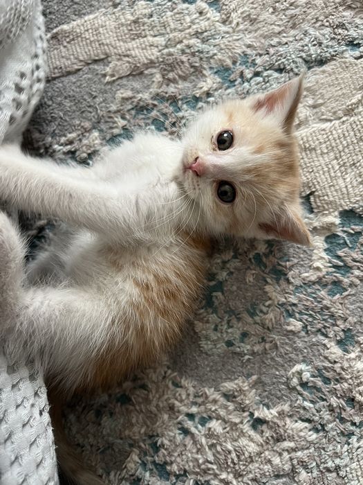 Отдам котенка в добрые руки