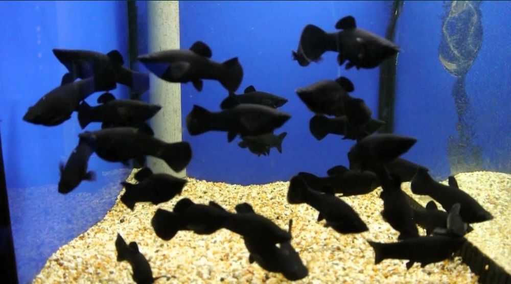 Аквариумные рыбки.