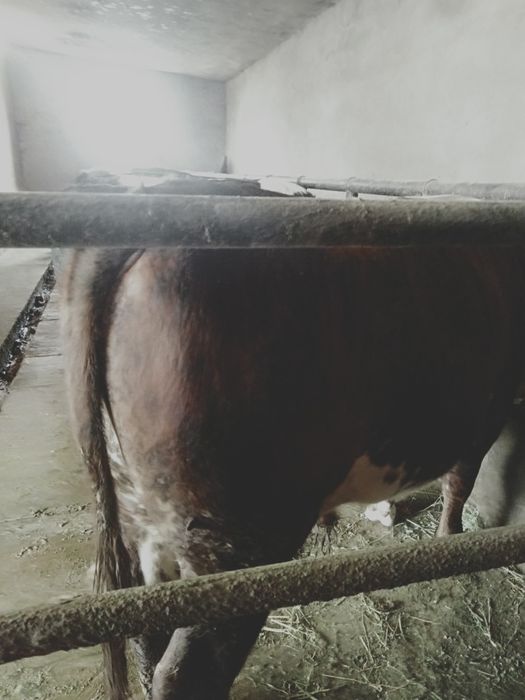 Семіз бұқалар сатылады