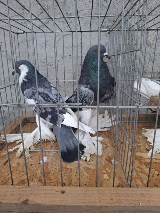 Vând porumbei  gusati  de pomerania