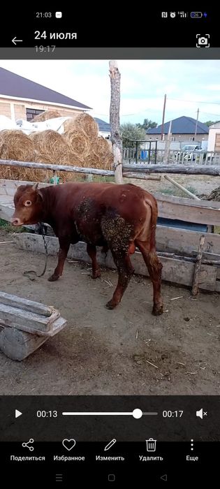 Бука бык еркек бука