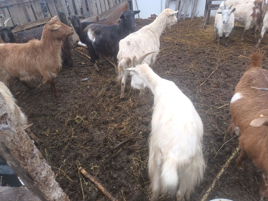 Capre de vânzare  gestante