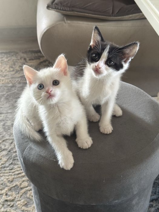 Отдаются котята в добрые руки