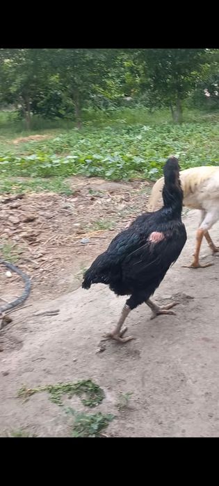Qora tozasi sotuvda.mokion.shamo.karis.tovuq
