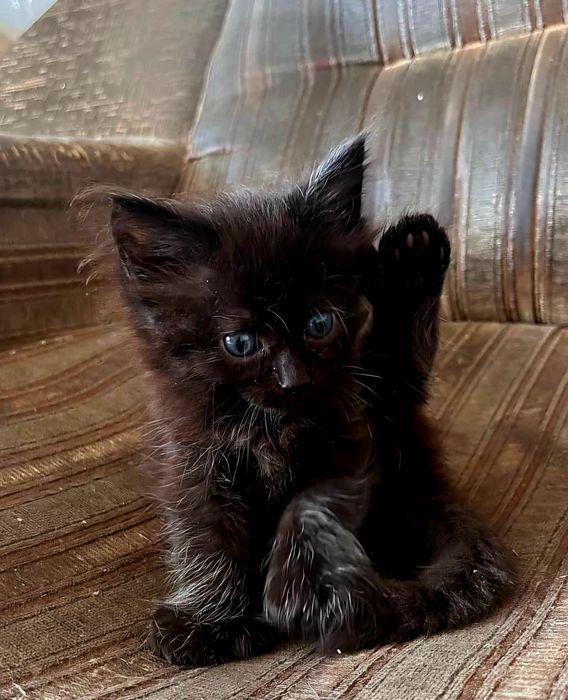 В добрые руки,  котята